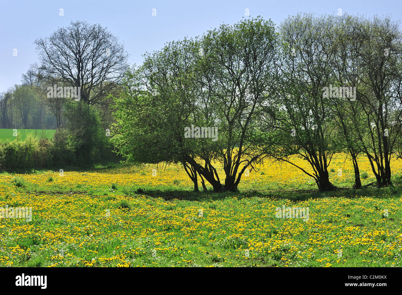 Gemeinsamen Löwenzahn Blumen (Taraxacum Officinale) und Bäume in der Wiese im Frühjahr, La Brenne, Frankreich Stockfoto