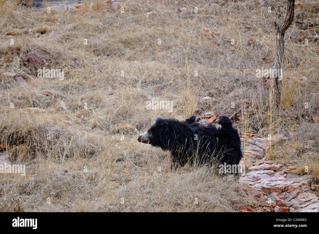 Faultiere-Familie (Melursus Ursinus), Mutter mit zwei Babys Reiten auf dem Rücken in den trockenen Wäldern des Ranthambhore National park Stockfoto