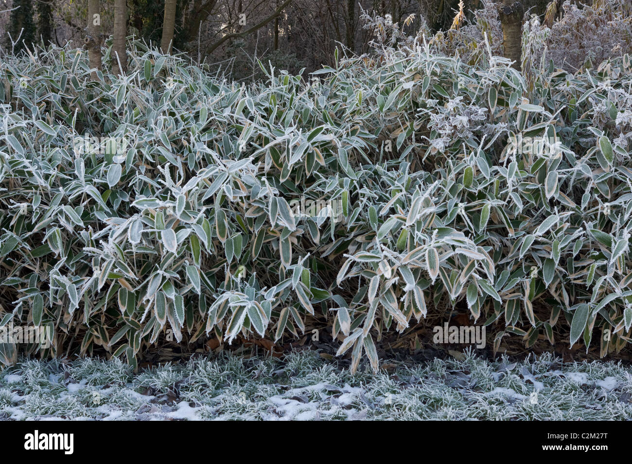 Frost & Eis bedeckt Büsche. Stockfoto