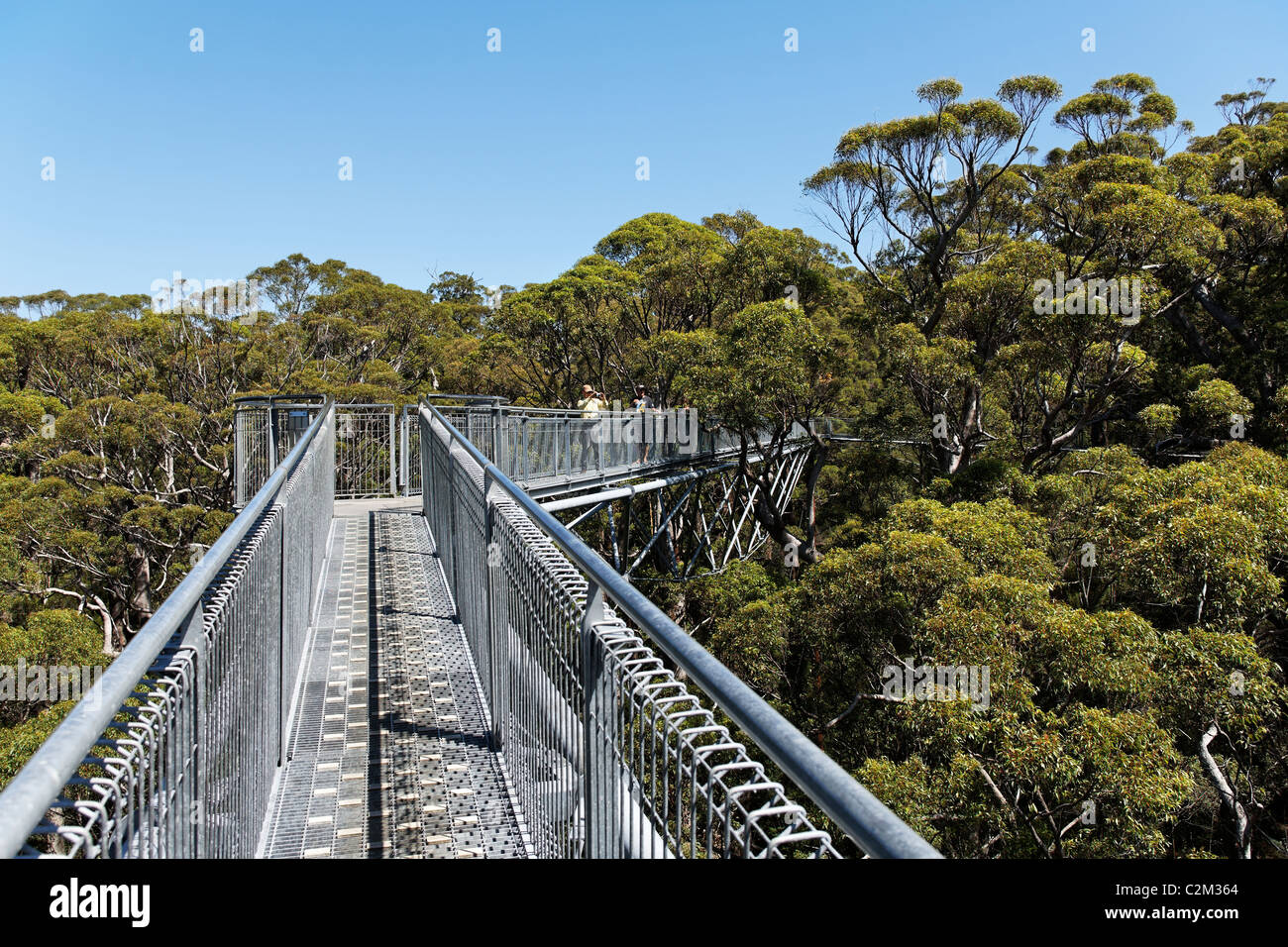 Tal der Riesen Tree Top Walk, Walpole-Nornalup Nationalpark, Süd-West Australien Stockfoto