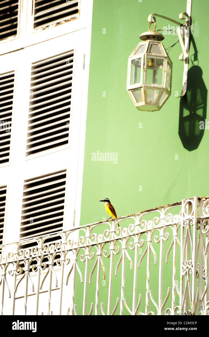 Ein Vogel saß auf dem Geländer der Balkon einer Wohnung in Cartagena an der karibischen Küste von Kolumbien Stockfoto