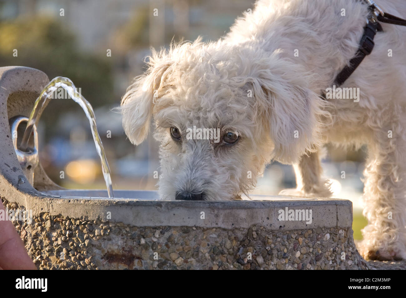 Eine kleine, weisse Hund, trinken Wasser aus einem Brunnen, Laguna Beach,  Kalifornien, USA Stockfotografie - Alamy