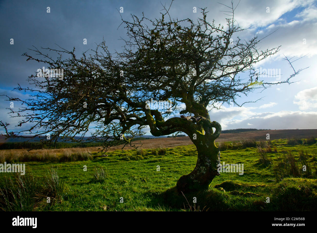 Alte twisted Weißdorn (Crataegus), Tullyskeherny, Manorhamilton, Grafschaft Leitrim, Irland. Stockfoto