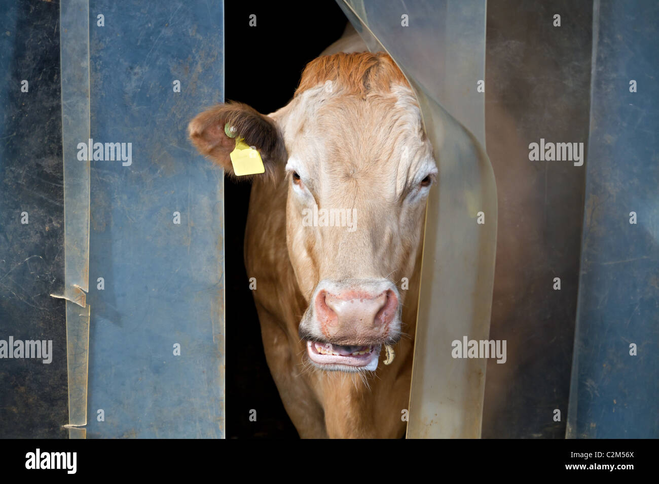 weiße, braune Kuh hält es den Kopf, den Vorhang, das Wetter zu überprüfen Stockfoto