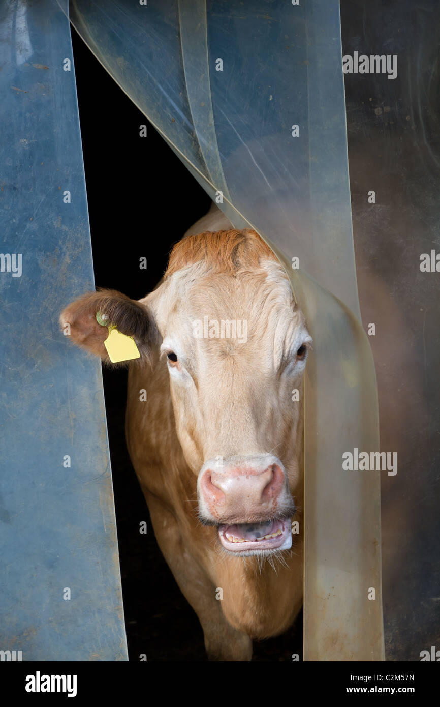 weiße, braune Kuh hält es den Kopf, den Vorhang, das Wetter zu überprüfen Stockfoto