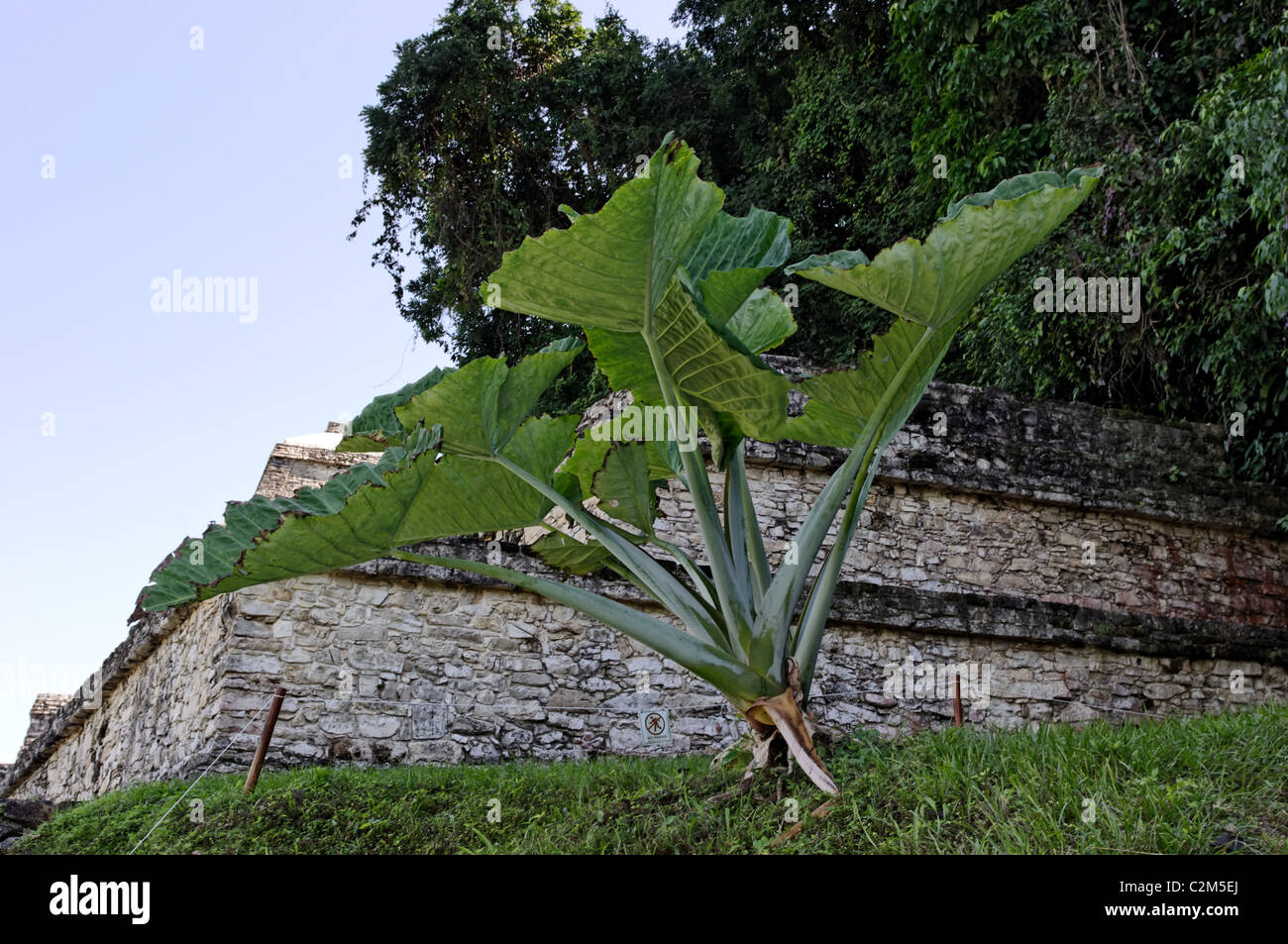 Xanthosoma sp (Hoja Elegante / Elefanten-Ohr) wächst in Palenque, Chiapas Stockfoto