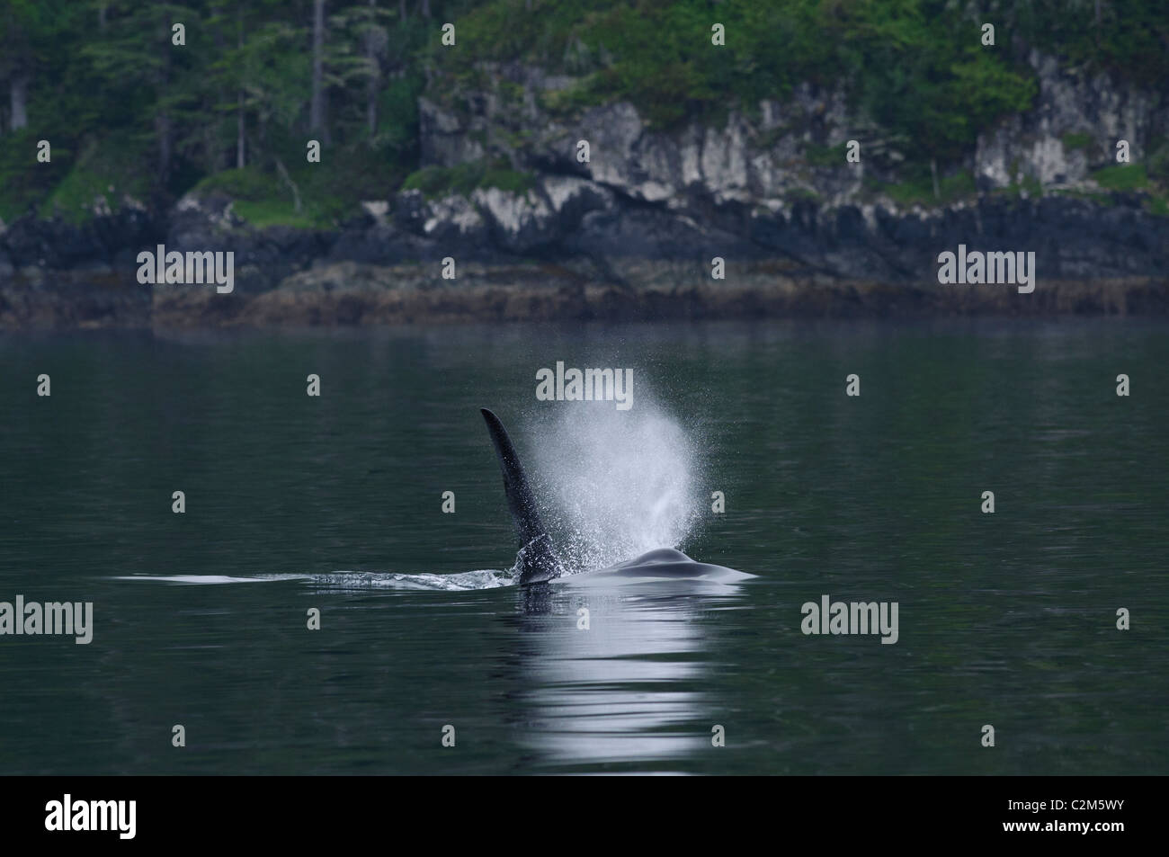 Orca oder Killerwal, Vancouver Island, BC, Kanada Stockfoto