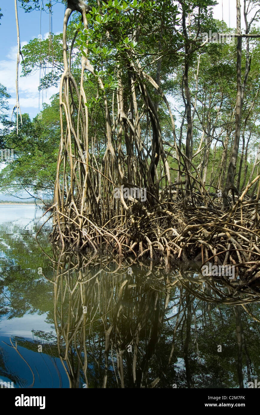 Mangroven, Nationalpark Los Haitises, Dominikanische Republik Stockfoto