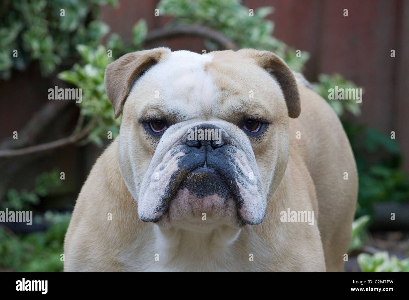 Ein Gesicht für eine traditionelle britische Bulldogge Stockfoto
