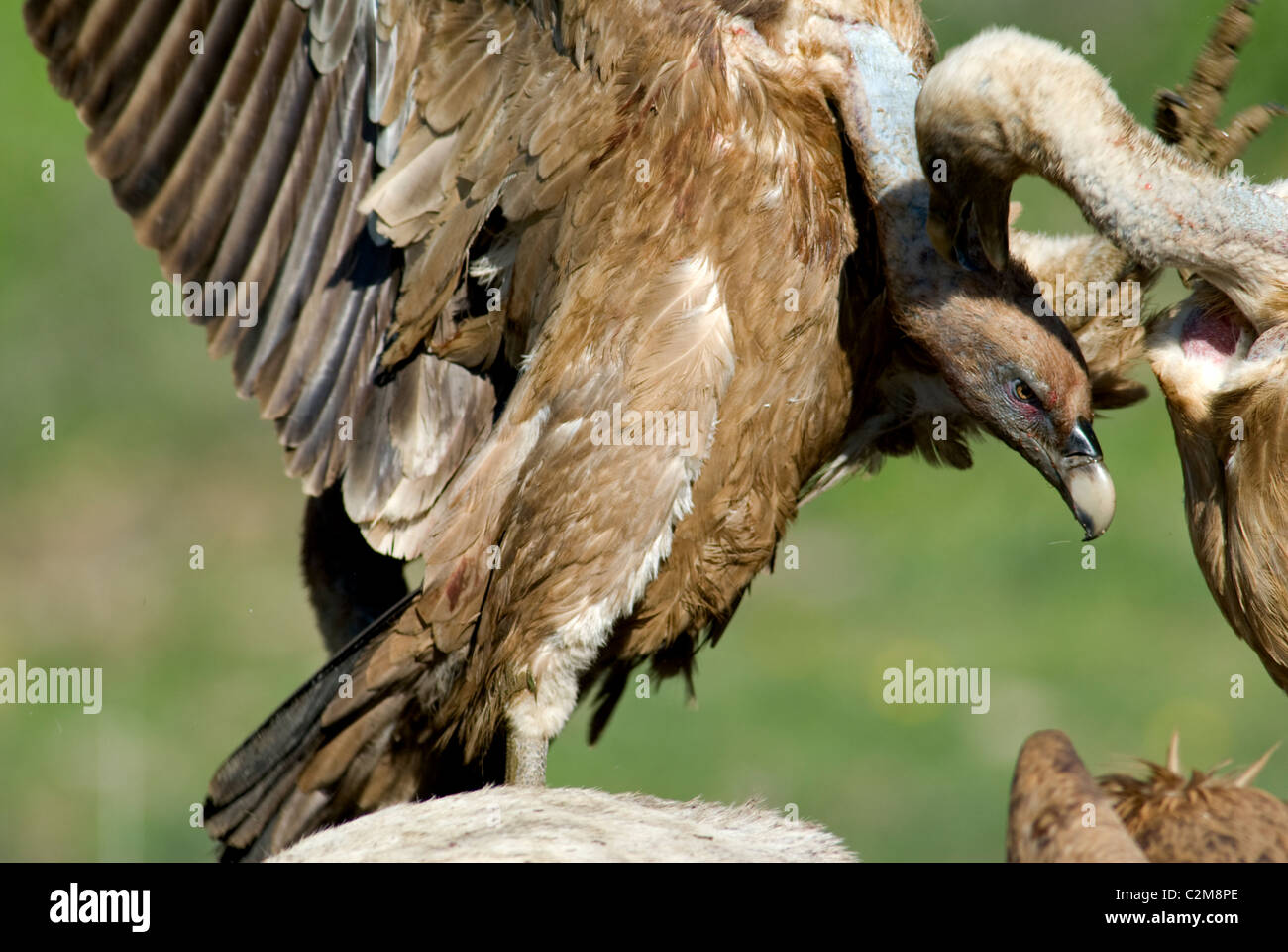 Griffon oder eurasische Geier Fütterung Rechte des Pferdes Kadaver streiten Stockfoto