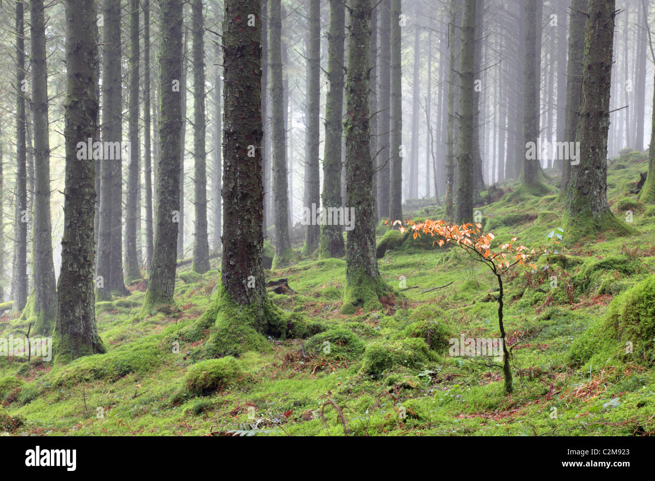 Bowdanoddon Woods auf Bodmin Moor gefangen an einem nebligen Morgen Stockfoto