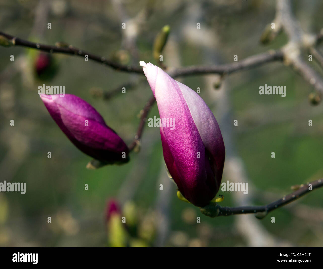 Kosar hybride Magnolia x Pinkie Magnoliaceae. Stockfoto