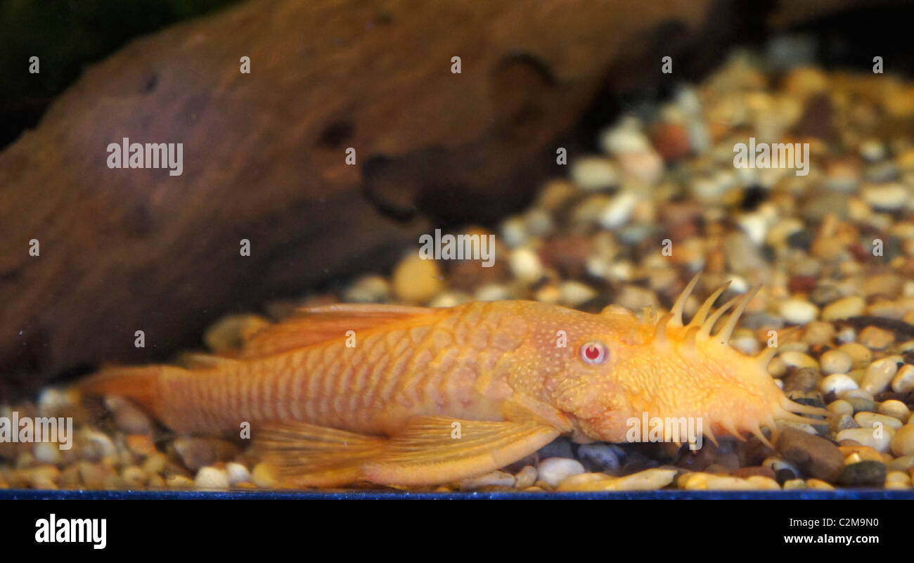 Albino Bristlenose Wels, tropische Fische, Bestandteil der Ancistrus Familie, Algen Esser, Herkunft - Südamerika Stockfoto