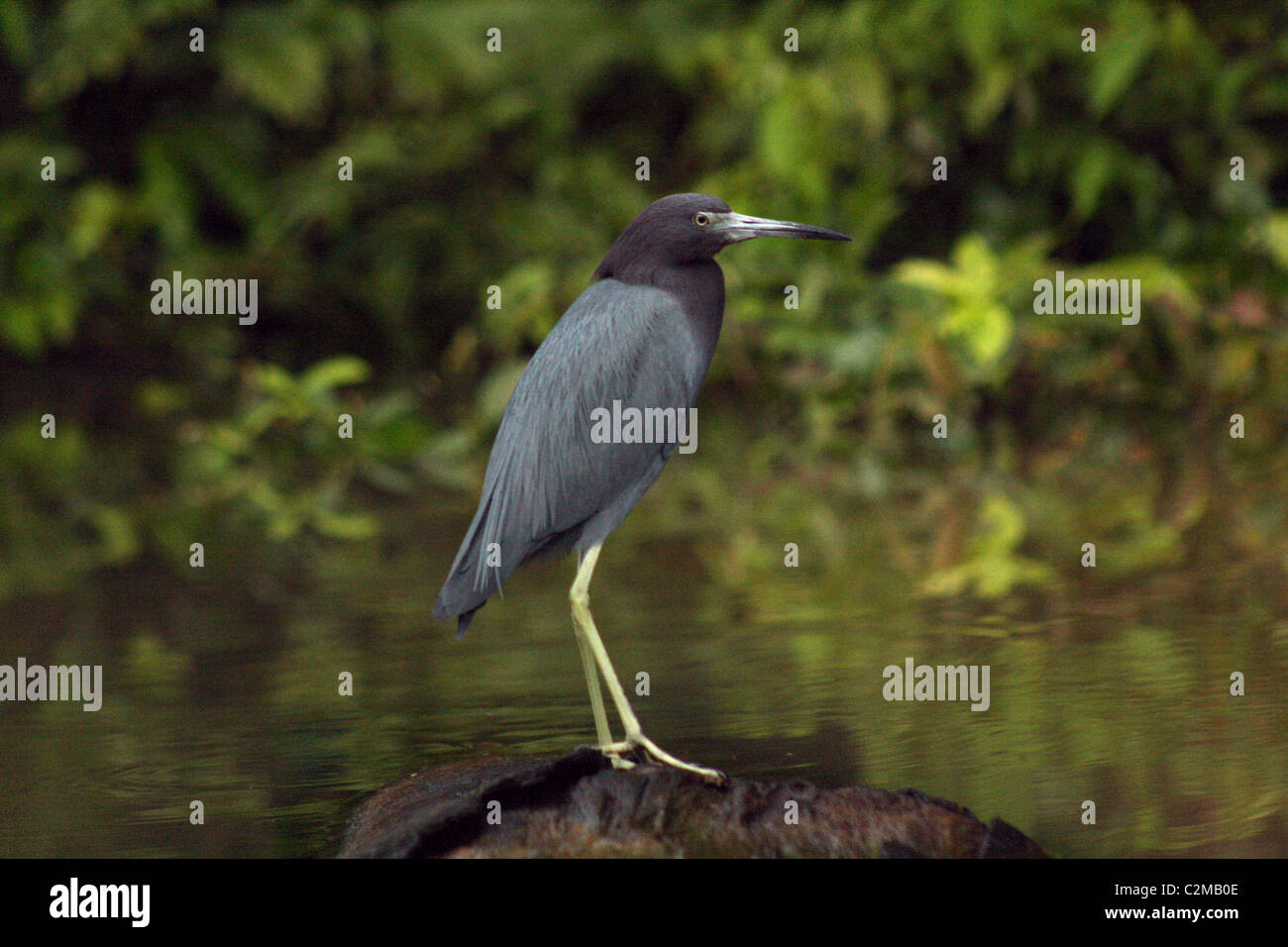 LITTLE BLUE HERON TORTUGUERO Nationalpark Costarica 8. Februar 2011 Stockfoto LITTLE BLUE HERON TORTUGUERO Nationalpark Costarica 8. Februar 2011 Stockfoto