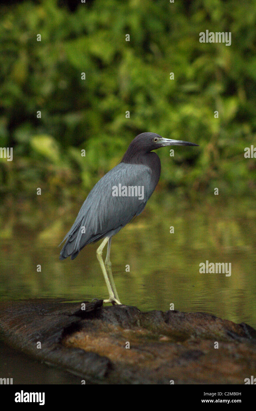LITTLE BLUE HERON TORTUGUERO Nationalpark Costarica 8. Februar 2011 Stockfoto LITTLE BLUE HERON TORTUGUERO Nationalpark Costarica 8. Februar 2011 Stockfoto