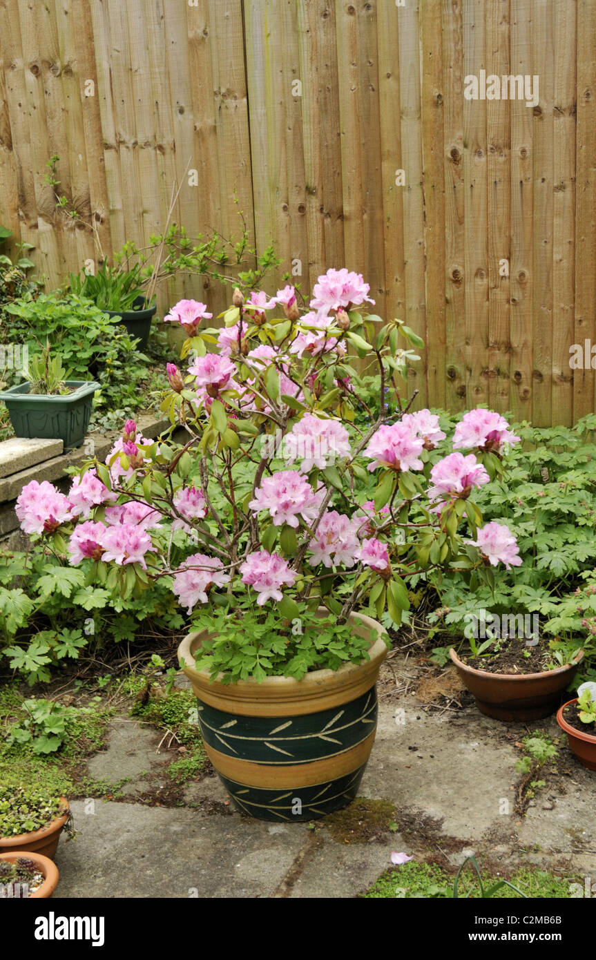 Rhododendron im Topf Stockfotografie - Alamy