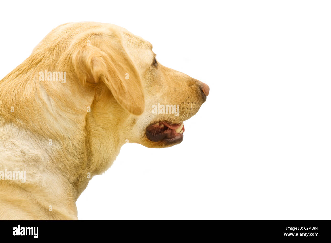 Ein goldener Labrador Stockfoto