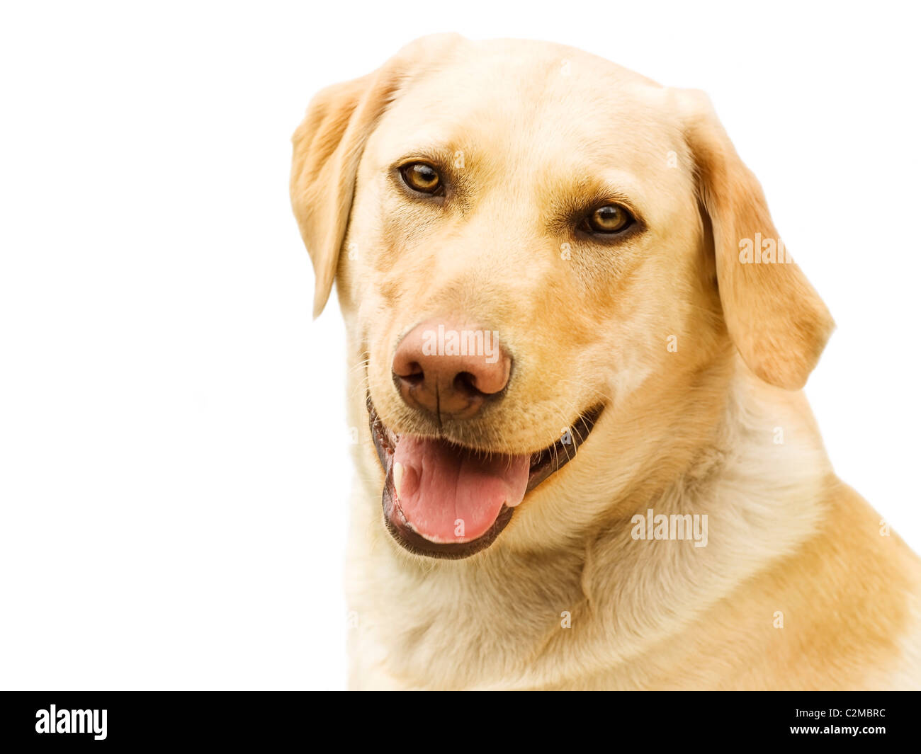 Ein goldener Labrador Stockfoto