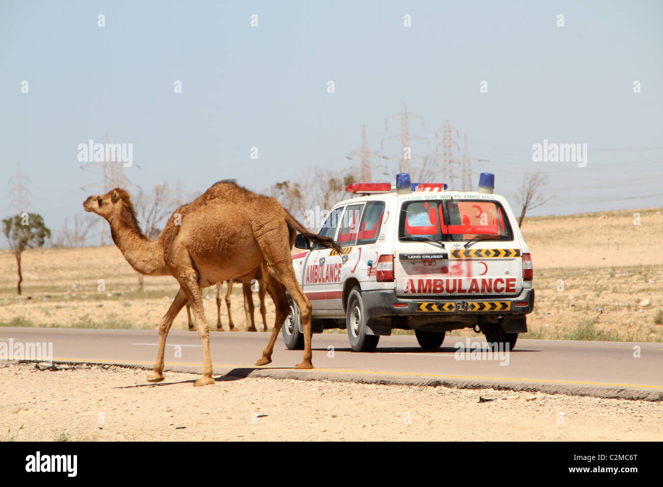 Kamel in der Straße Stockfoto