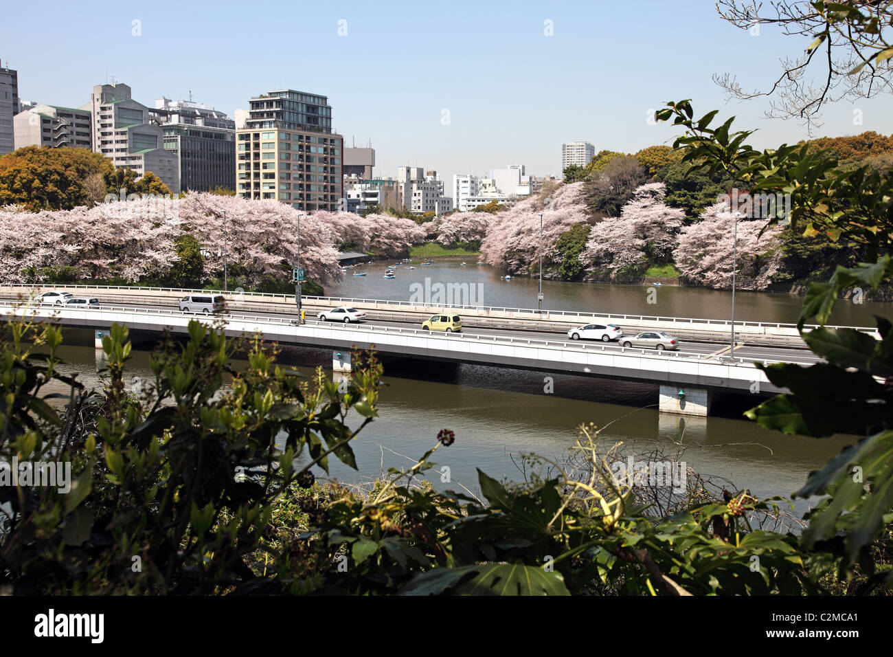 Tokyo Skyline, Kirsche blüht Japan Stockfoto