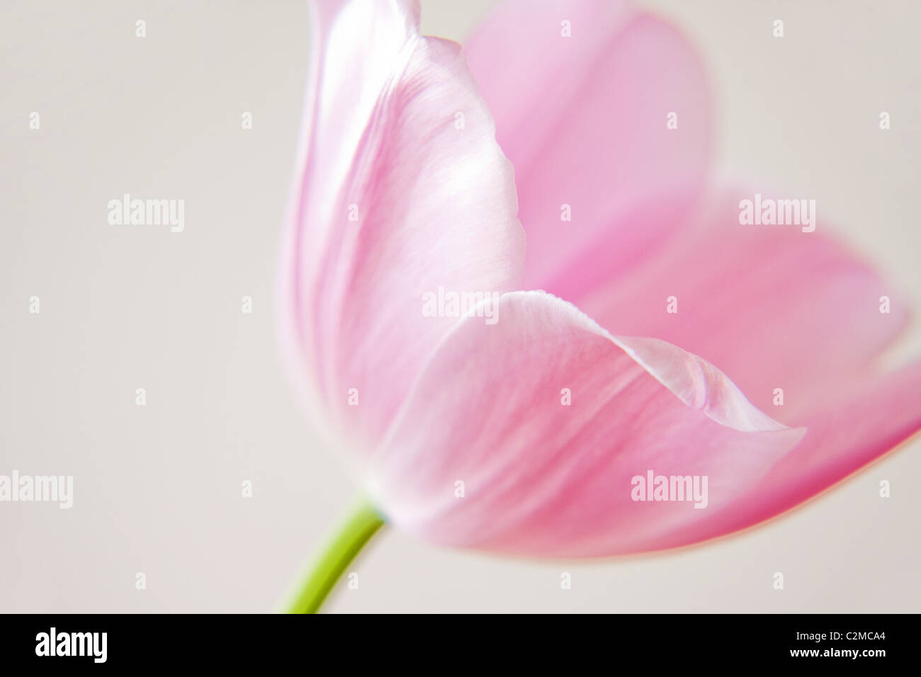 Rosa Tulpe Blume Stockfoto