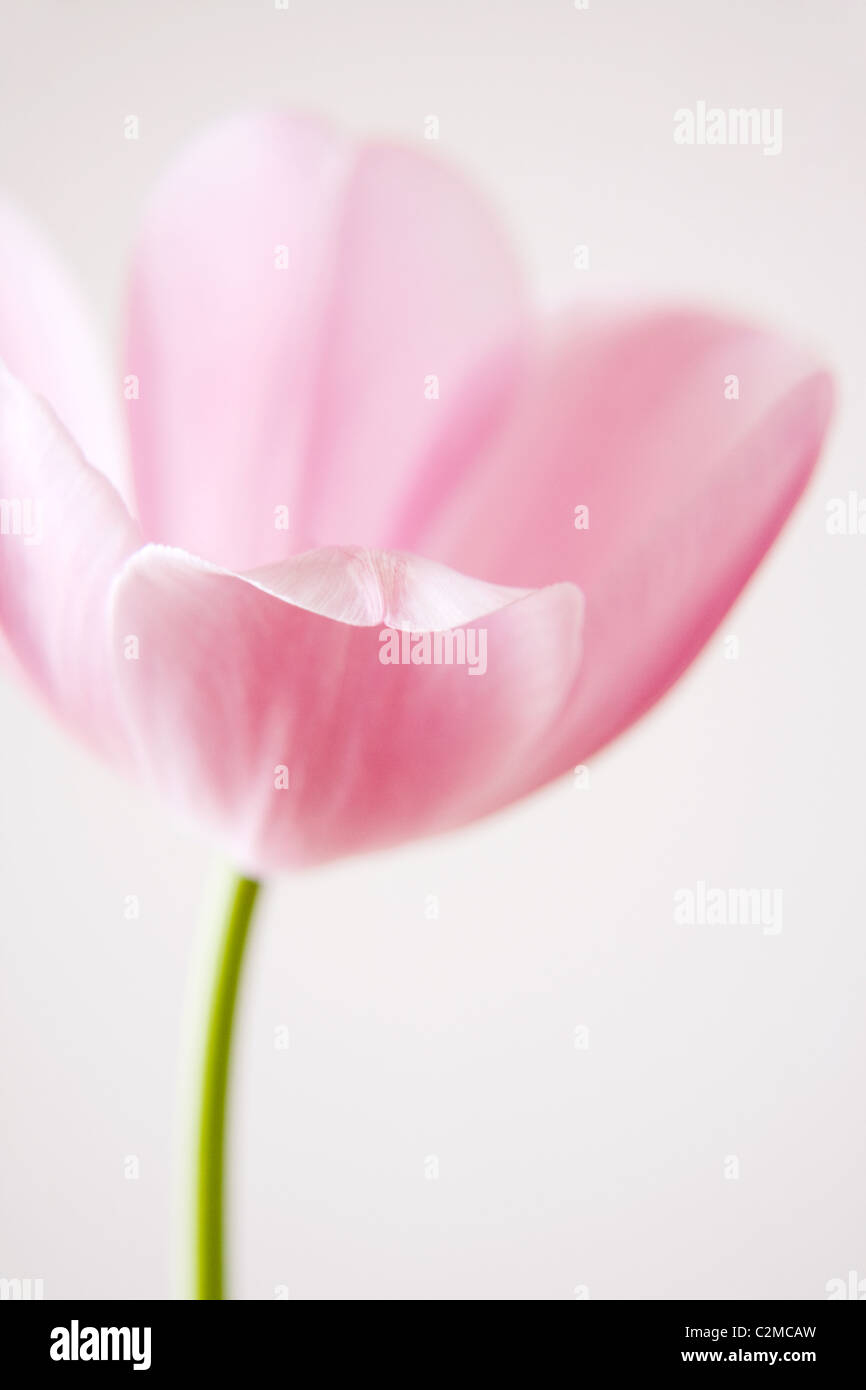 Zarte Tulpe Blume Stockfoto