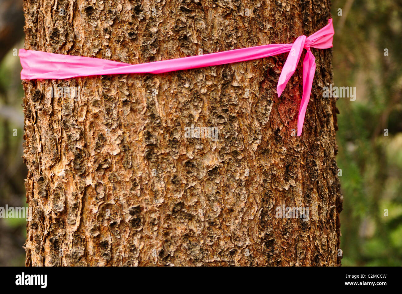 Baum markiert für die Durchforstung Stockfoto