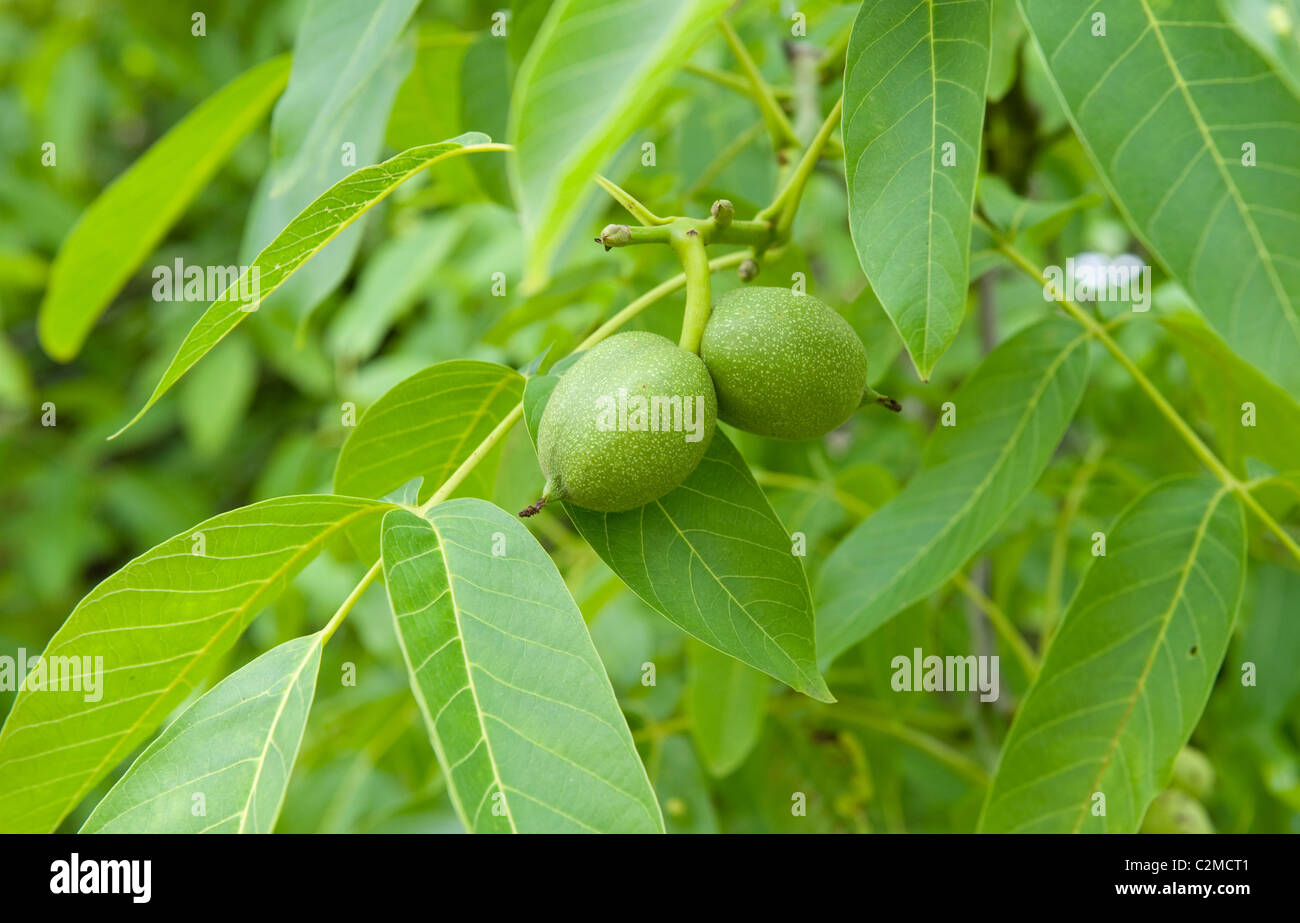 Der Baum des Jahres 2008, die Walnuss Stockfoto