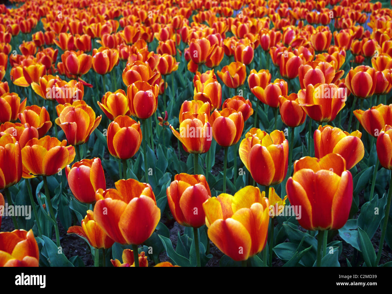 Bunte Tulpen im Public Garden, Boston. Frühling in New England. Stockfoto