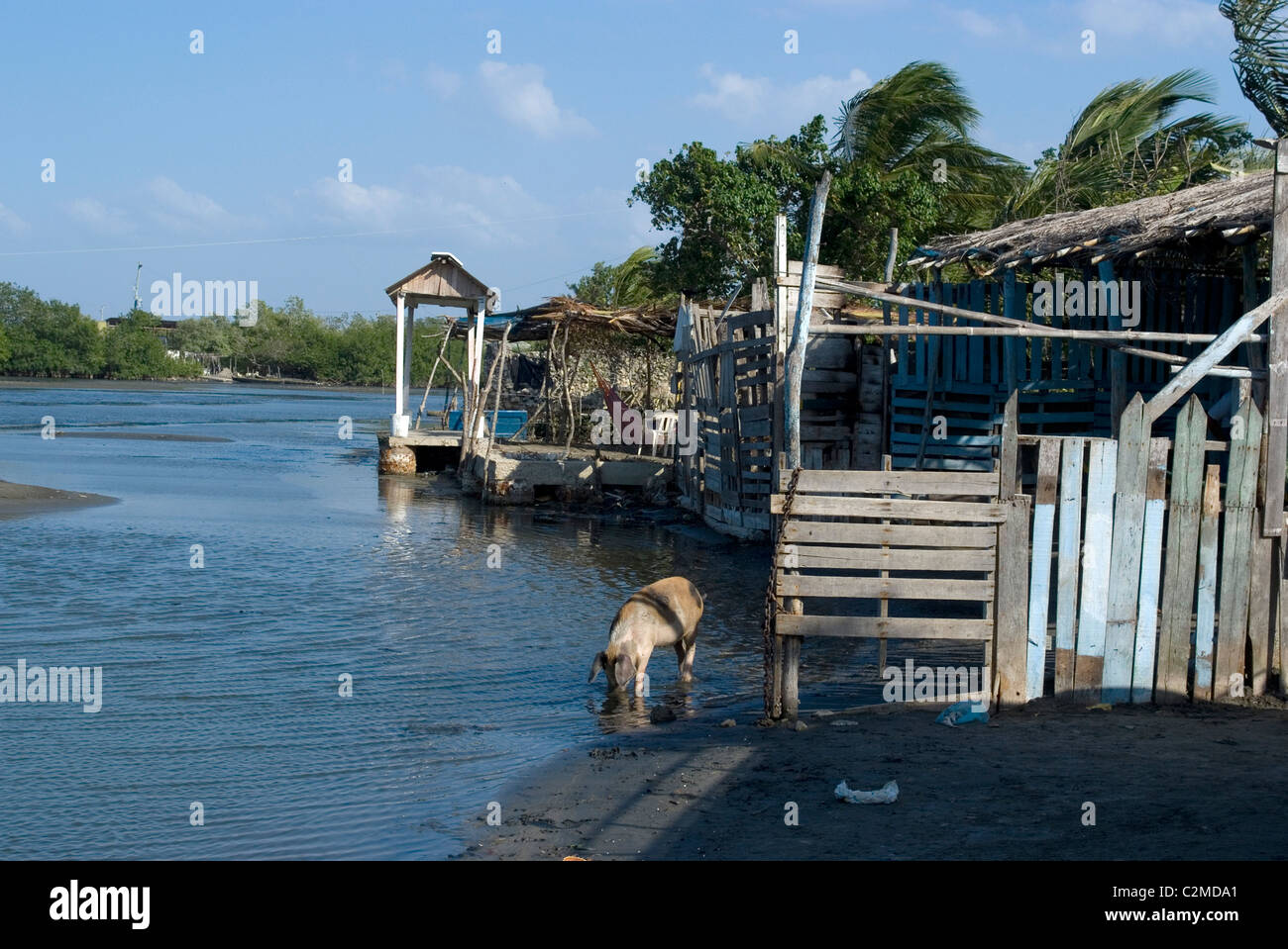 Resident Schwein, Mangrovensumpf, La Boquilla, in der Nähe von Cartagena de Indias, Kolumbien Stockfoto