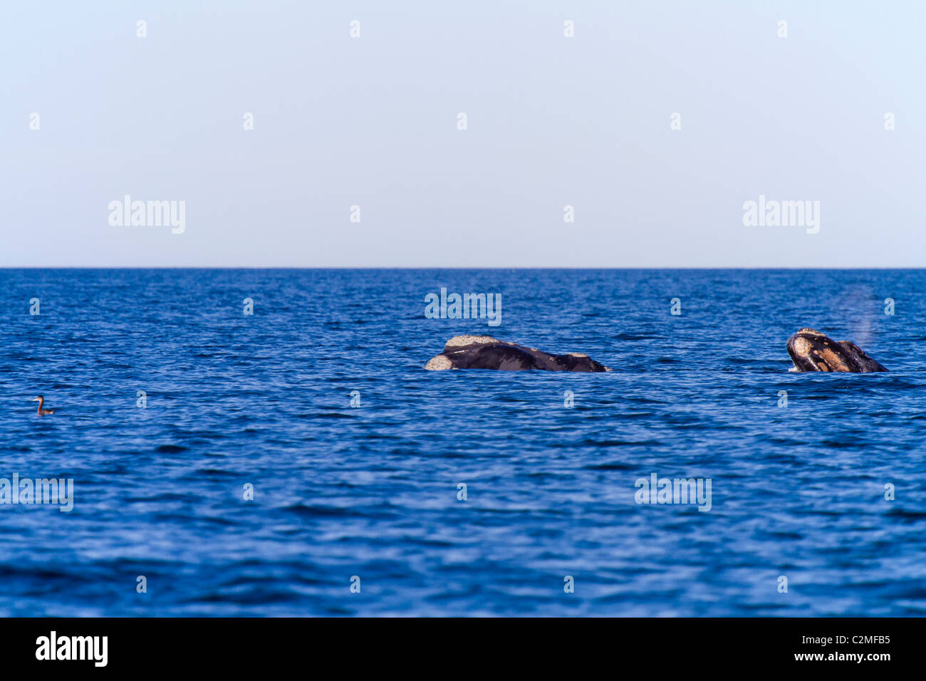 Southern Right Whale Mutter und Kalb, Golfo Nuevo, Argentinien Stockfoto