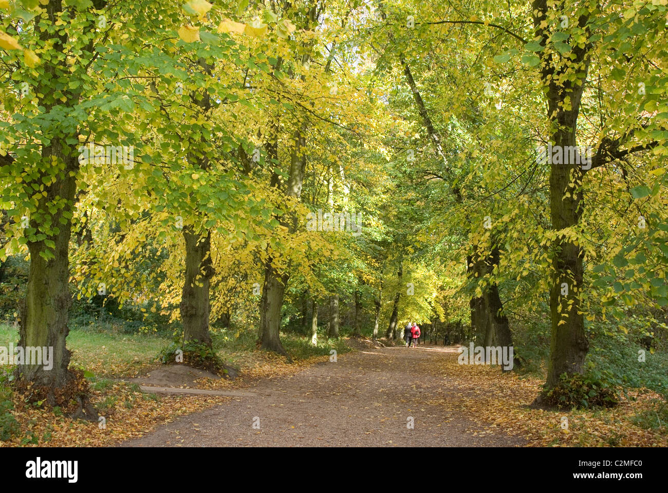Herbstliche Bäume in Hampstead Heath Stockfoto
