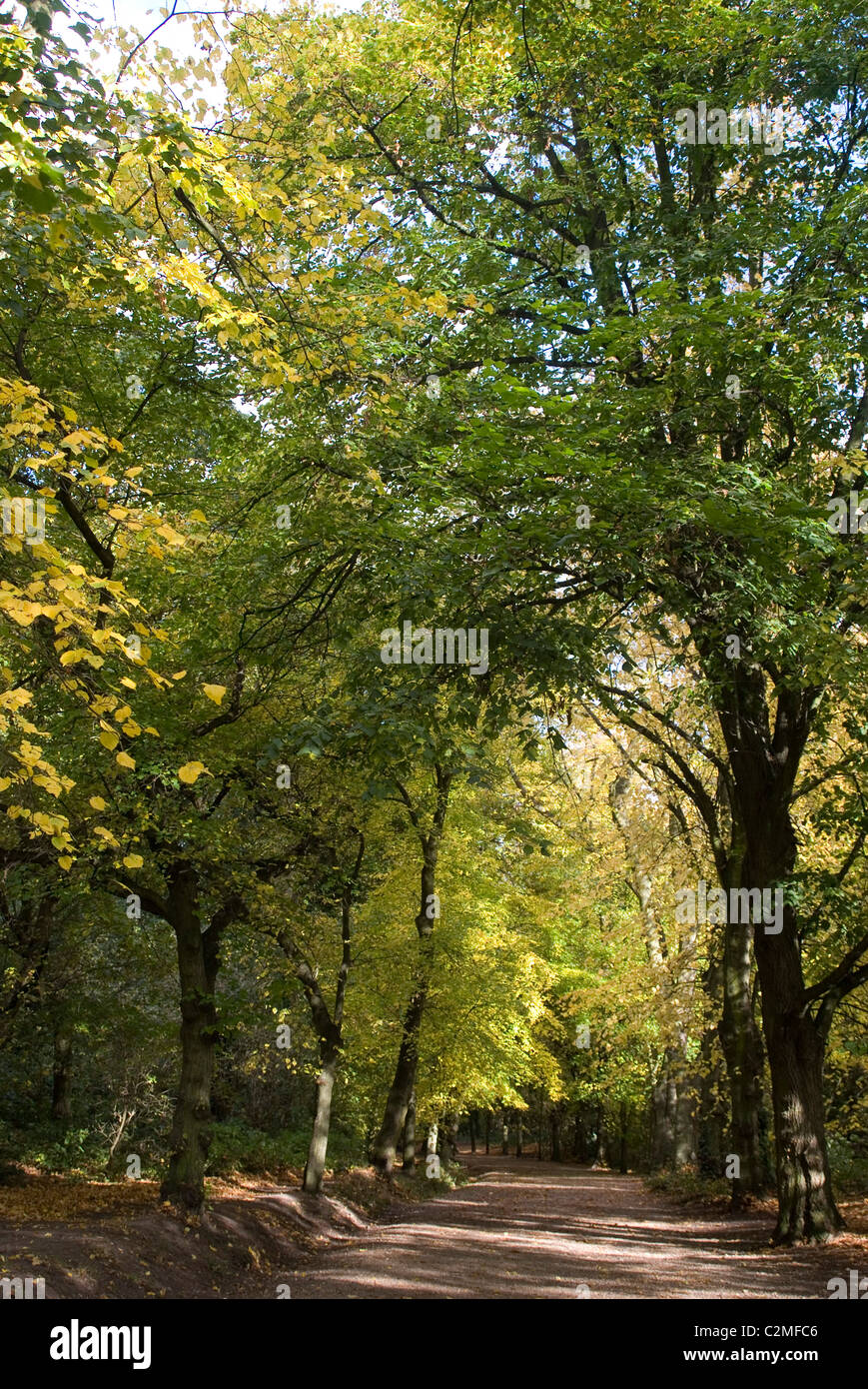 Herbstliche Bäume in Hampstead Heath Stockfoto