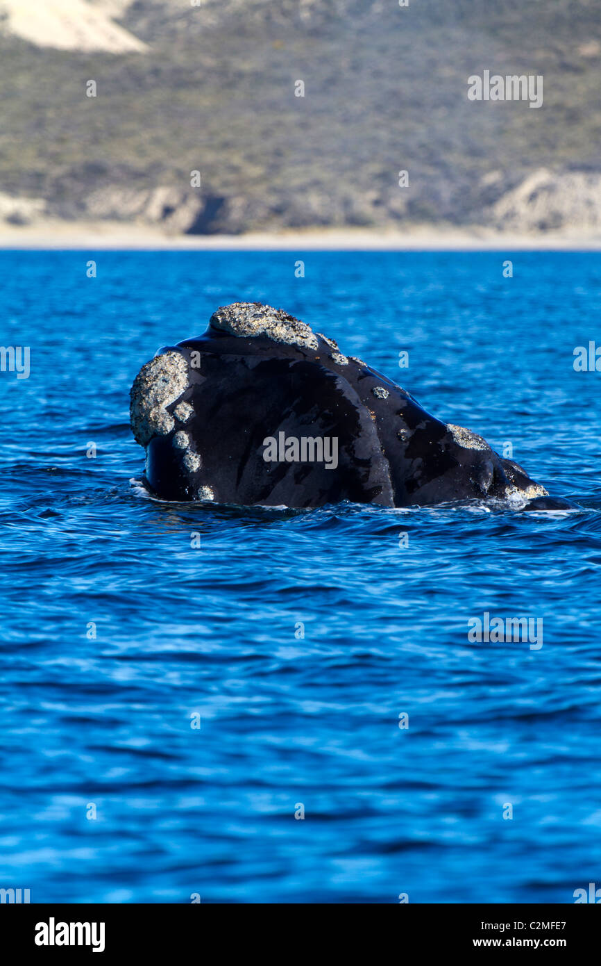 Südlichen Glattwal Oberflächen, Golfo Nuevo, Argentinien Stockfoto