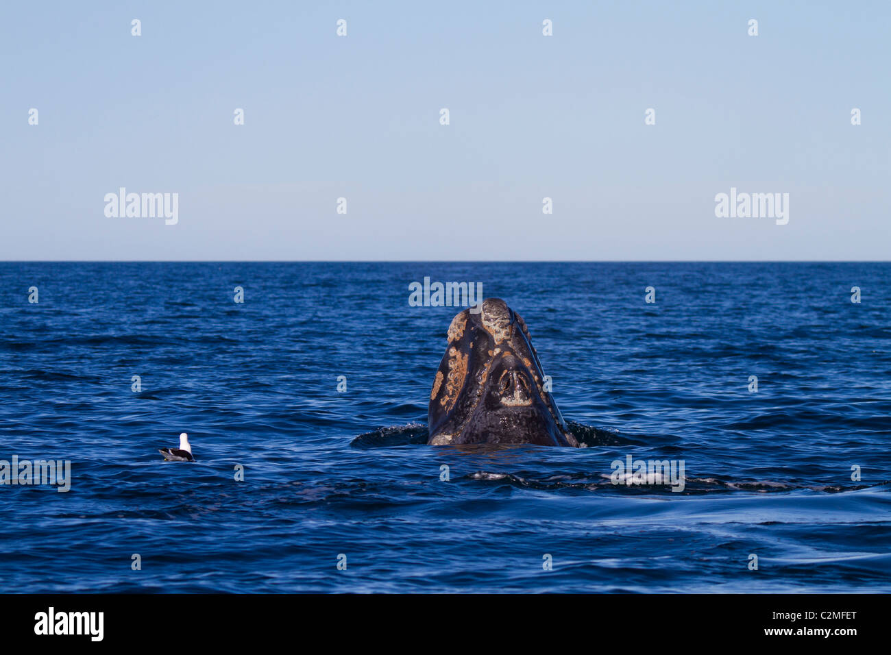 Südlichen Glattwal Kalb Oberflächen, Golfo Nuevo, Argentinien Stockfoto