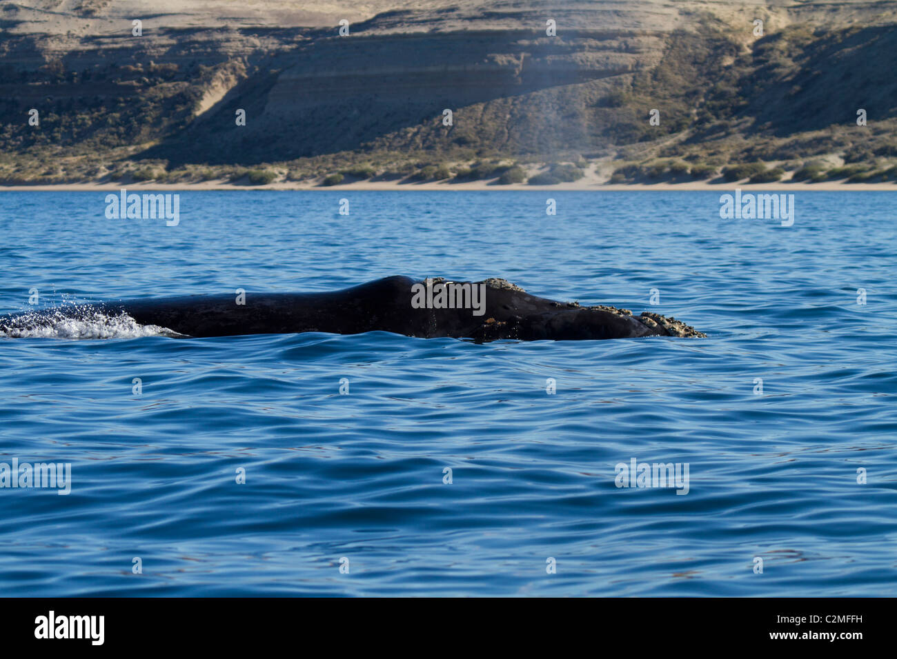 Southern Right Wale, Golfo Nuevo, Argentinien Stockfoto