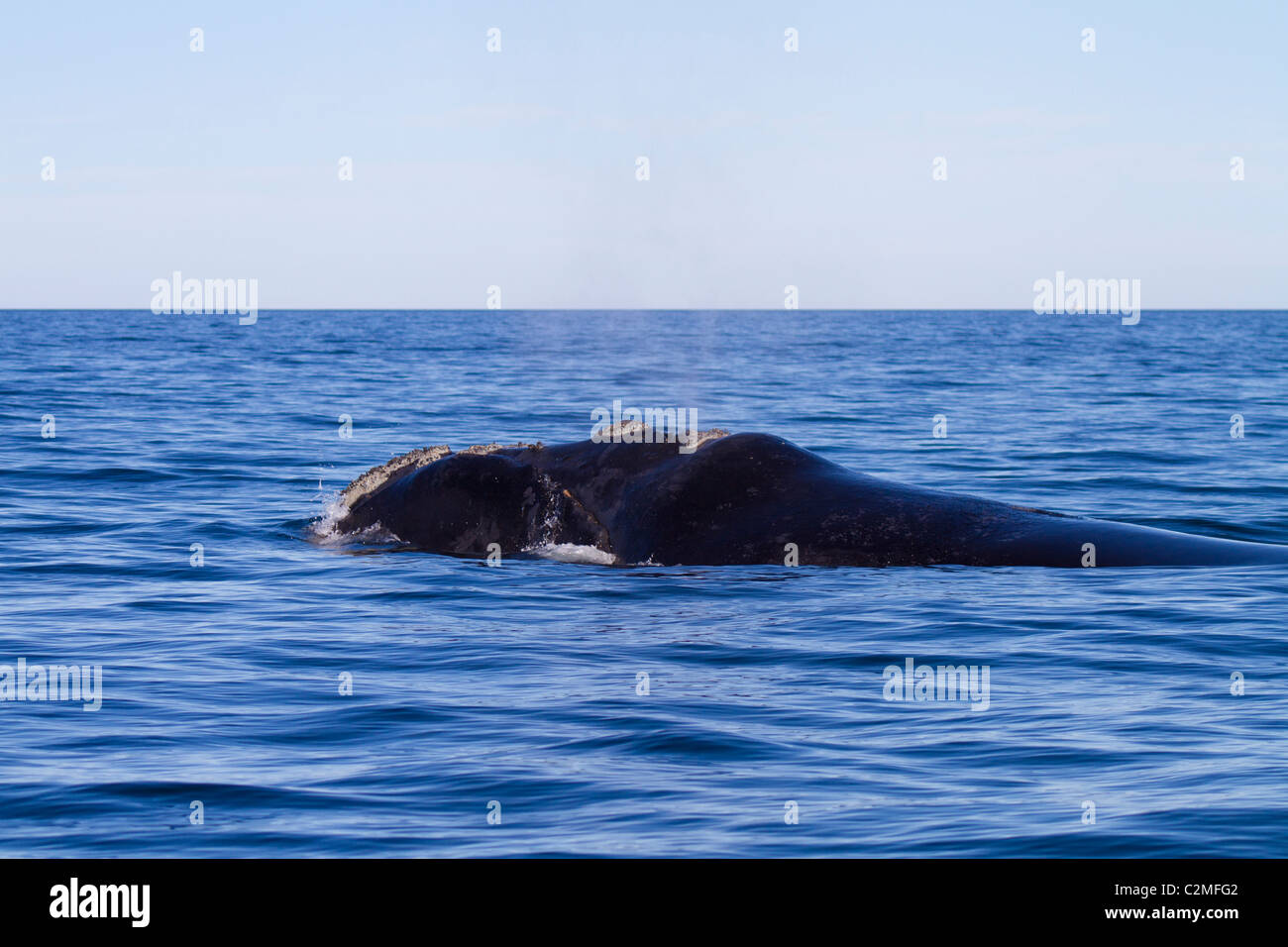 Southern Right Wale, Golfo Nuevo, Argentinien Stockfoto