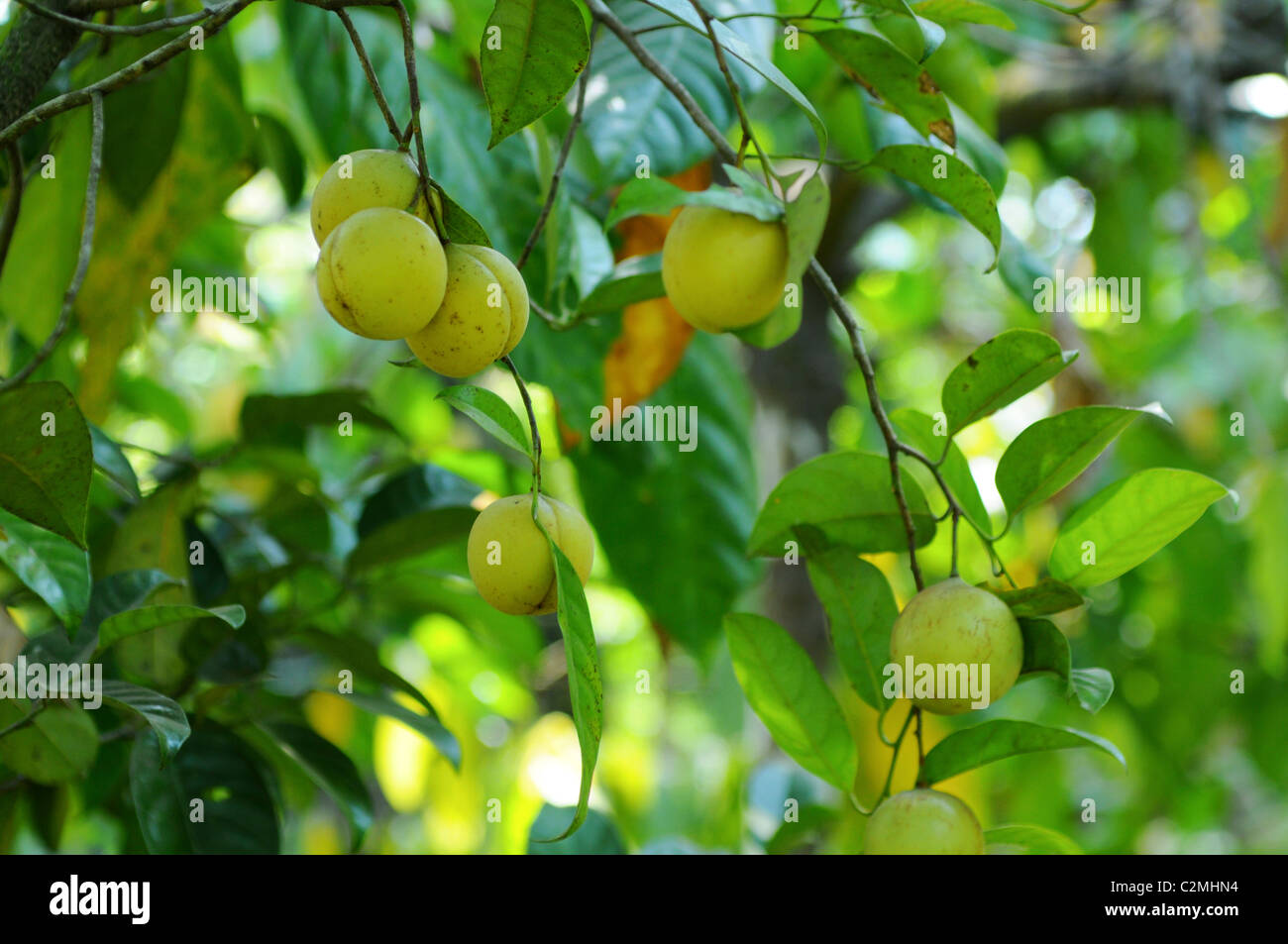 Nüsse auf der Pflanze Stockfoto