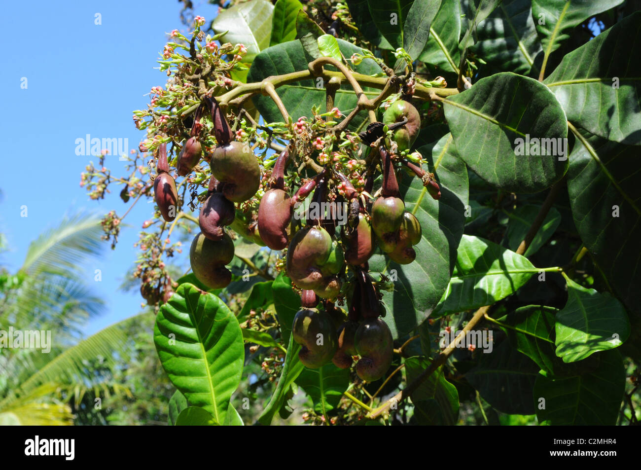 Nüsse auf Kasunut Pflanze Stockfoto