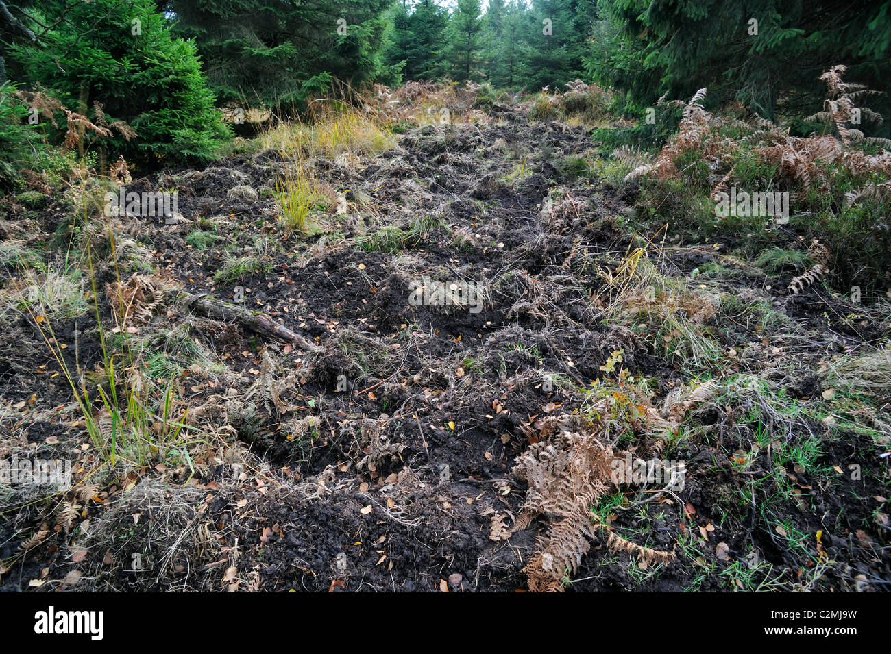 Boden verankert sich durch Wildschweine (Sus Scrofa) auf der Suche nach Nahrung im Wald, die Ardennen, Belgien Stockfoto