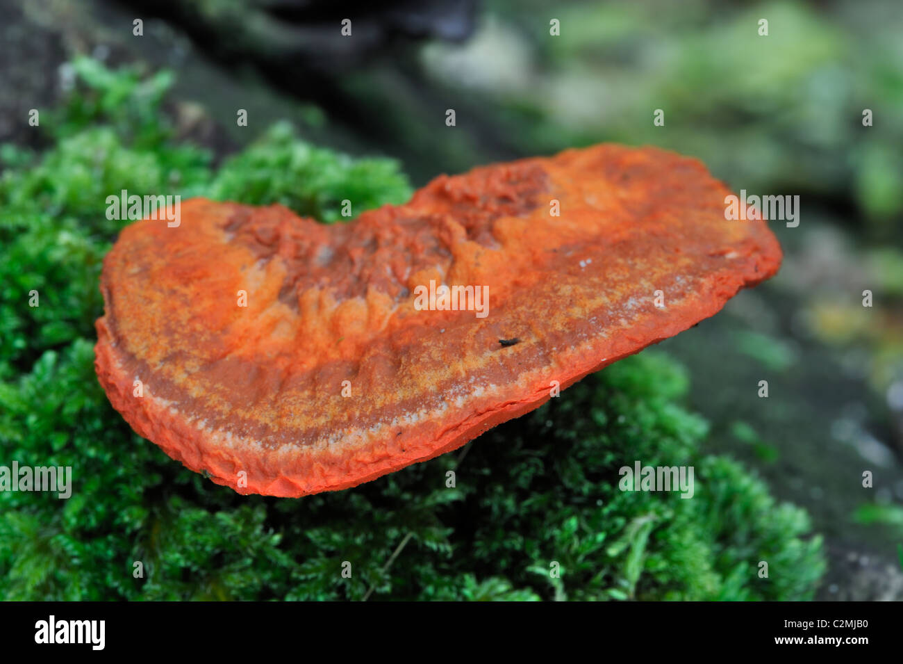 Zinnober rot Polypore (Pycnoporus Cinnabarinus / Polyporus Cinnabarinus) auf Baumstamm Stockfoto