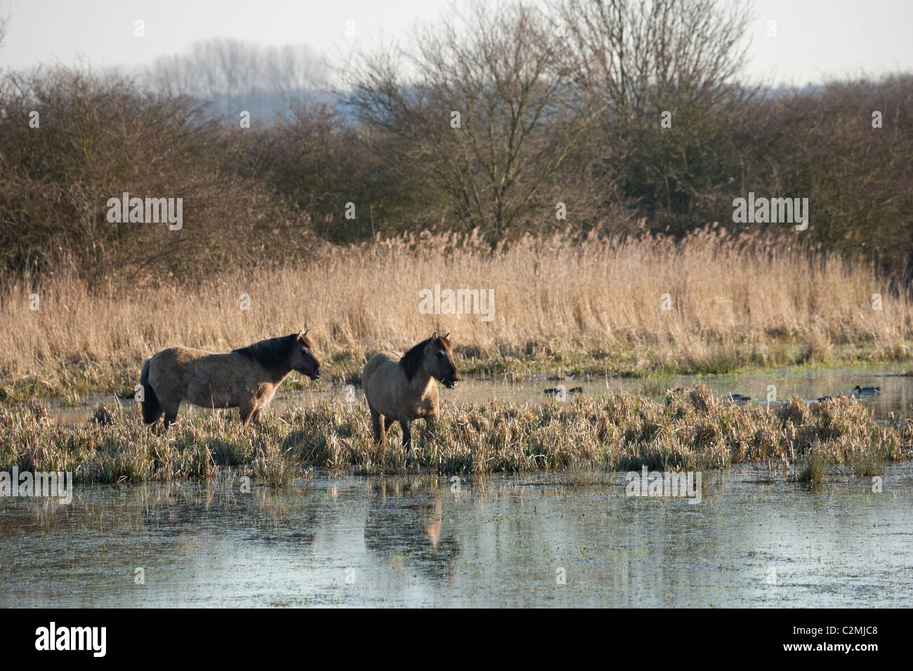 Konik Tarpan Pferde wild wilden freien Kent-England Stockfoto
