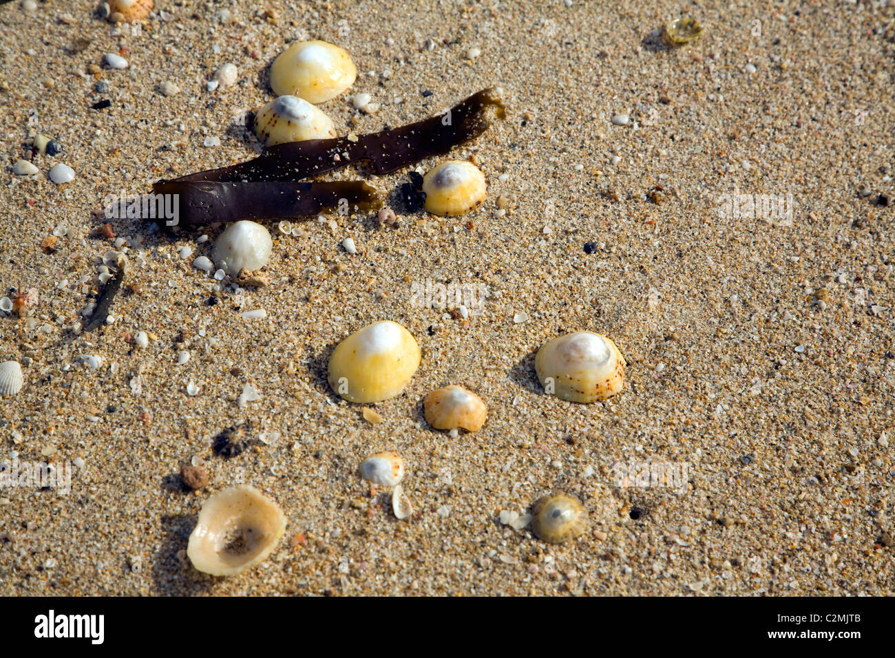 Shell beach Insel Herm Kanalinseln Stockfoto