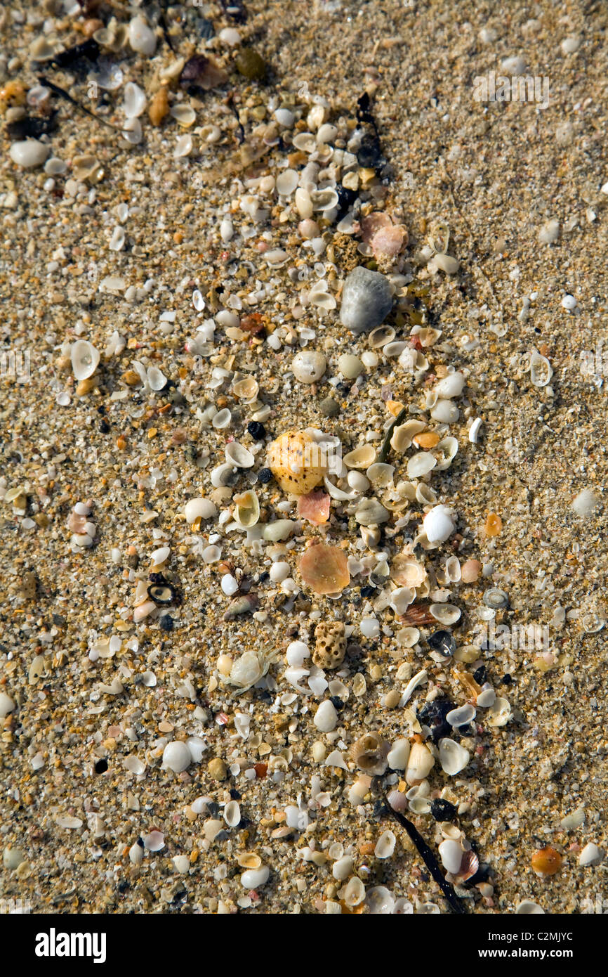 Shell beach Insel Herm Kanalinseln Stockfoto