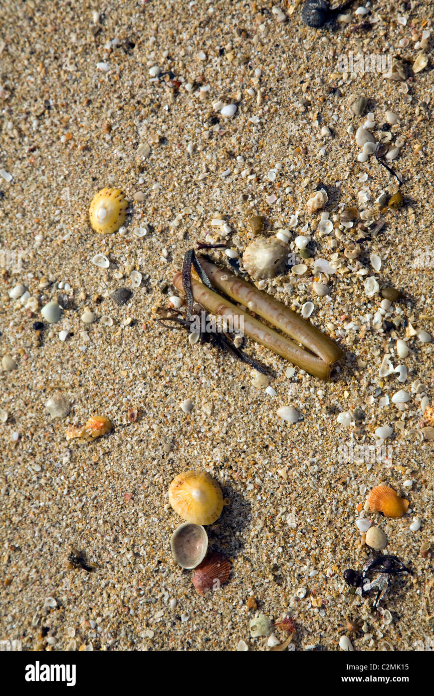 Shell beach Insel Herm Kanalinseln Stockfoto