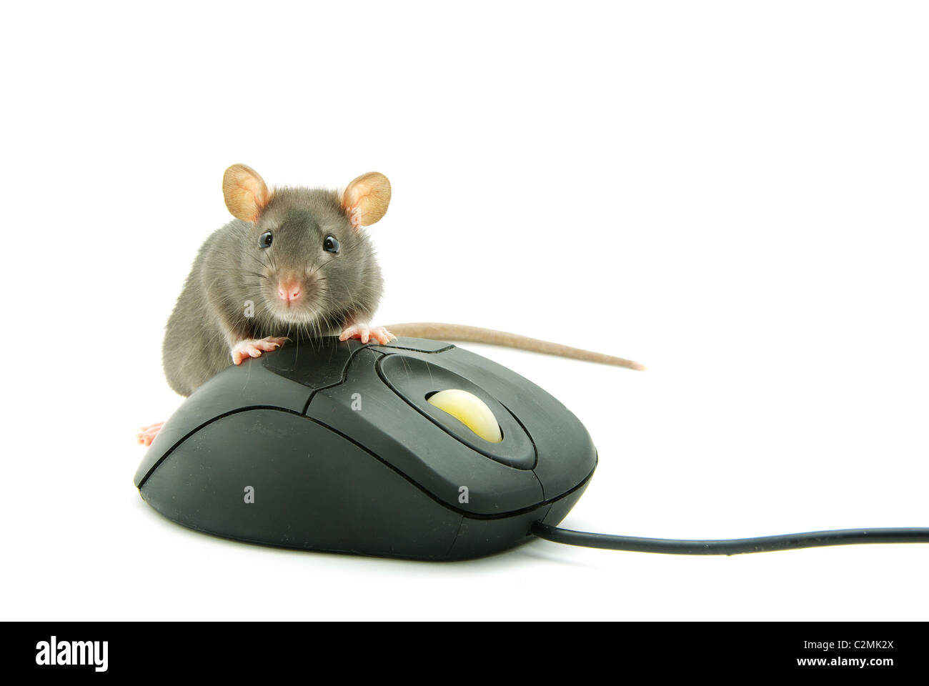 Ratte und eine Computer-Maus auf weißem Hintergrund Stockfoto