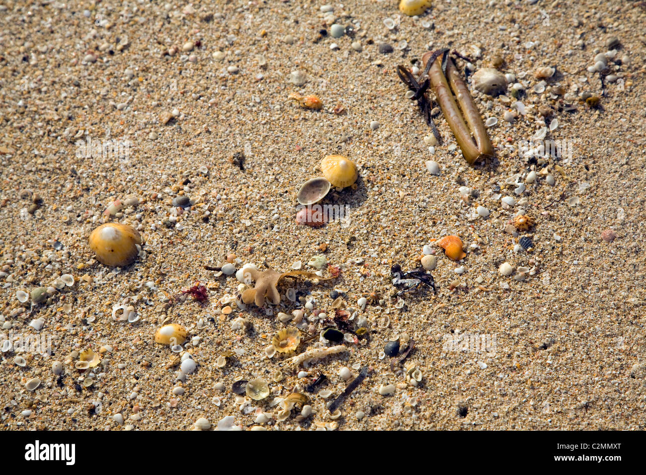 Shell beach Insel Herm Kanalinseln Stockfoto