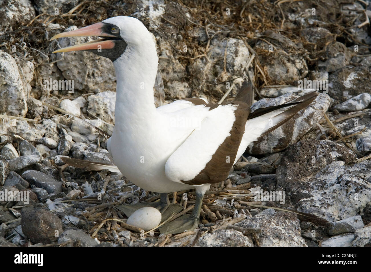 Ecuador Galapagos Espanola Insel, Nazca Booby verschachteln Stockfoto