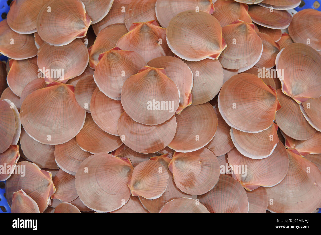 Muscheln für den Verkauf auf dem Markt auf der Insel Phu Quoc in Vietnam Stockfoto