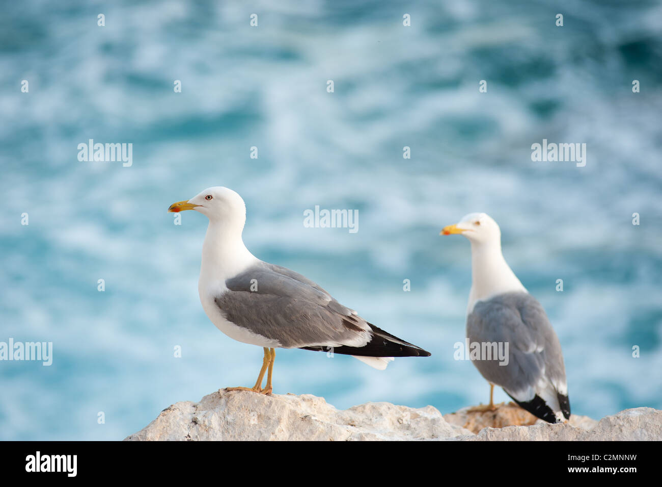 Möwen auf den Felsen in Ufernähe Stockfoto